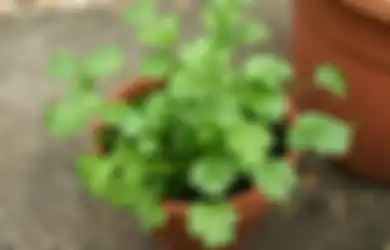 Mudah, Ini Cara Menanam Ketumbar di Depan Rumah Bahkan Bisa Pakai Pot