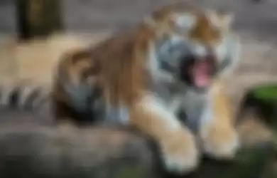 Usai antar makanan ke pelanggan, driver ojol dikejar harimau, kisahnya viral.