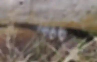 Netizen Dibikin Bingung oleh Foto Jari-jari Kaki Zombie yang Mengerikan, Apa Sebenarnya Itu?