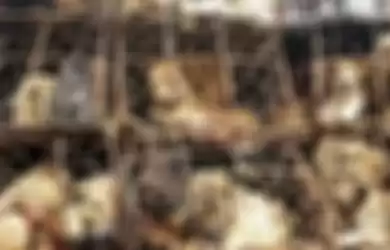 Bak Menantang Maut, China Malah Gelar Pesta Rakyat Makan Daging Anjing dan Minuman Keras di Tengah Badai Covid-19 Belum Usai, Ekspresi Hewan Lucu Ini Memelas saat Akan Dibantai
