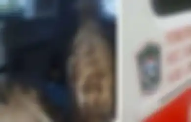 Heboh Ambulans Desa Kepergok Angkut Kambing sampai Bikin Wakil Bupati 'Naik Darah', Ini Fakta-faktanya