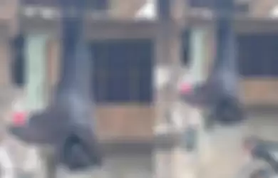 Ngeri! Kelelawar 'Seukuran Manusia' Tertangkap Kamera Bergelantungan di Rumah Warga, Picu Ketakutan