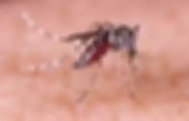 Nyamuk Aedes Aegypti.