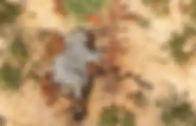 Misteri 275 Gajah Mati Bukan karena Perburuan, Tubuhnya Utuh Namun Tunjukkan Gejala Kelumpuhan atau Pincang hingga Sekarat