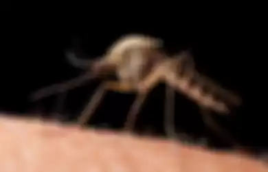Nyamuk Culex pipiens atau nyamuk rumah utara, paling banyak hidup di wilayah utara Bumi.  