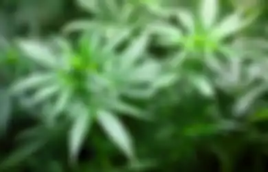 'Untuk Berdiri Saja Tersangka ini Sudah Tidak Kuat', Kakek 60 Tahun Terpaksa Jual Ganja, Mengaku Untungnya untuk Berobat