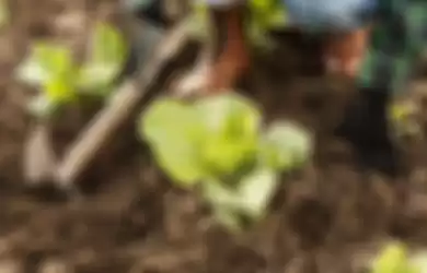 Berkebun Kembali Diminati saat Pandemi