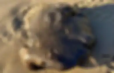 Disebut Harganya Tembus Rp14 Miliar Gumpalan Misterius Hitam Mirip Lendir  Ini Ditemukan di Pantai Negara Tetangga Indonesia Ini, Memangnya Benda Apa Itu?