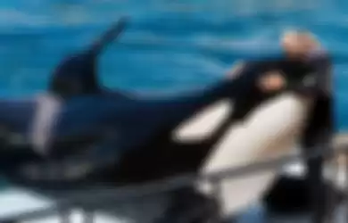 ilustrasi paus orca