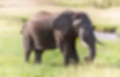 Lebih dari 300 Gajah di Afrika Mati Secara Misterius, Diduga Karena 'Racun dari Alam' yang Menggenang di Air, Ada Apa Sebenarnya?