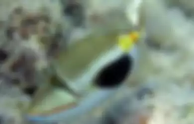 Black Patch triggerfish