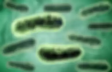 Ilustrasi bakteri 