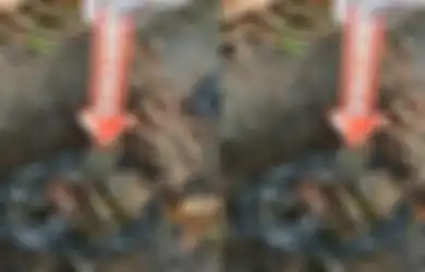 Tak Sadar Kekuatannya Bisa Musnahkan Satu Kampung, Pria Blitar Ini Pungut Geranat dan 56 Butir Peluru Lalu Dibungkus Plastik, Baru Lapor ke Polisi