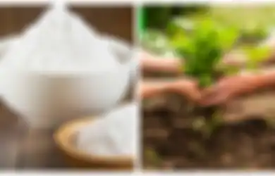 Anda yang Kini Hobi Berkebun di Tengah Pandemi Harus Tahu! Ini Bebagai Manfaat Baking Soda untuk Mengatasi Masalah Tanaman di Kebun