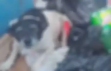 Anjing malang yang dibuang ke tong sampah.