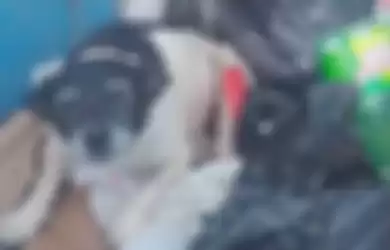 Anjing malang yang dibuang ke tong sampah.