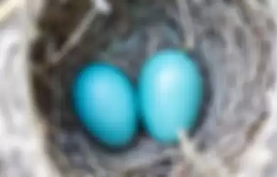 Ilustrasi telur burung murai