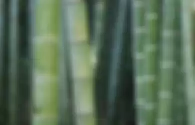 Ilustrasi tumbuhan bambu