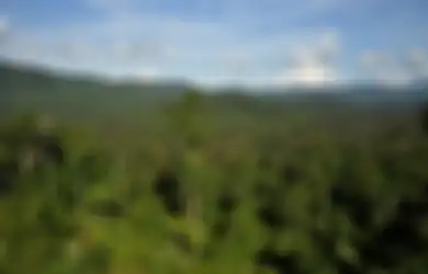 Ditipu di Malaysia, Pria Ini Jalan Kaki Masuki Hutan Nunukan yang Dipenuhi Binatang Buas Selama 8 Hari, Hanya Makan Garam dan Vetsin, Begini Kondisinya Ketika Ditemukan Warga