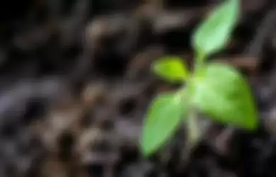 Perkembangan vegetatif pada tumbuhan
