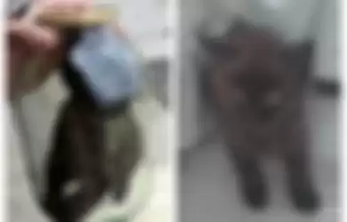 Manusia Berhati Iblis! Pemuda ini Tega Masukkan Anak Kucing ke Dalam Toples Sampai Kehabisan Napas, Saat Pelaku Ditangkap Polisi Tak Merasa Bersalah Sedikitpun: Mengapa Harus Ribut, Itu Permainan Biasa