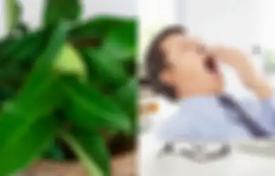 Manfaat Kesehatan Daun Salam, Lawan Stres Hingga Obati Batu Ginjal 