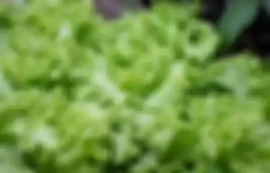 4 bahaya apabila makan selada berlebihan, salah satunya ada risiko pestisida yang fatal bagi tubuh.