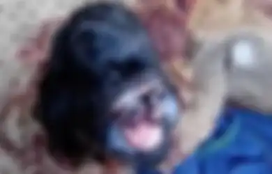Lahir dengan Mata di Mulut dan Tak Punya Hidung, Kambing Ini Disembah Bagai Dewa
