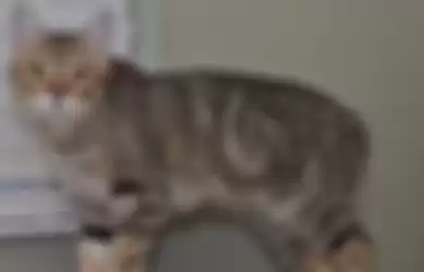 Kucing manx ini dikenal dengan nggak punya ekor di badannya