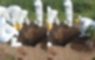 Baru Kali Ini Terjadi, 10 Orang Petugas Kuburkan Jenazah Covid-19 Pakai Tangan, Warga Pun Tak Berani Pinjamkan Cangkul