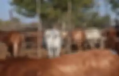 Menggambar mata di pantat sapi dapat mencegah hewan pemangsa mendekat