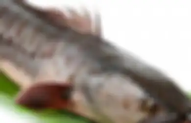 Menempati Urutan no. 6 di Dunia Jumlah Penderita Diabetes di Indonesia Semakin Meningkat, Tak Disangka Cuma Makan Ikan Jenis Ini Bisa Obati Diabetes
