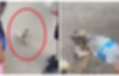 Viral video seekor tupai kehausan dan meminta air dari orang yang sedang berjalan