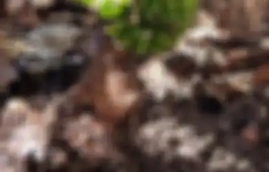 Pisang Ajaib, Berbuah 12 Tandan hingga Tanpa Daun dan Batang: Keajaiban Itu Berkat dari Tuhan
