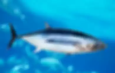 Ilustrasi ikan tuna.