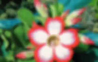 Ilustrasi bunga adenium.