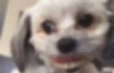 Tiba-tiba Anjing Peliharaan Ini Menyeringai dengan Gigi Seperti Manusia, Ternyata Ada Kejadian Tak Terduga di Balik Penampilan 'Aneh' Hewan Menggemaskan Ini