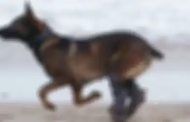 Terkena Tembakan hingga Salah Satu Kakinya Diamputasi, Anjing Militer yang Selamatkan Pasukan Inggris dari Al Qaeda Terima Penghargaan Tertinggi