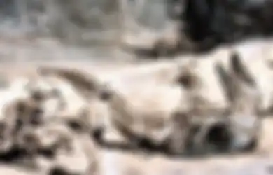 Kisah Keganasan 'Bujang Senang,' Buaya Raksasa yang Disebut-sebut Seukuran Bus dan Hanya Nasehat Dukun 'dengan Paku' Ini yang Mampu Membunuhnya