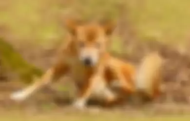  Penyanyi Papua (New Guinea singing dog) Canis dingo hallstromi, ilmuwan menemukan bukti spesies anjing unik ini masih ada di pedalaman Papua.