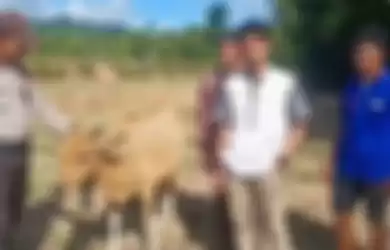 Samsuddin menerima sapi ganti rugi dari polisi.