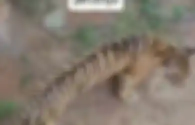 Berjalan-jalan dengan Perut Kempis dan Membikin Miris, Viral Harimau Kurus di Maharani Zoo dan Goa Lamongan, Begini Penjelasan Pengelola