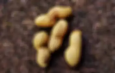 kacang rebus
