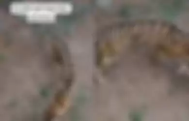 Harimau sumatera yang tampak kurus dan berjalan gontai