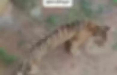 Heboh penampakan harimau sumatera kurus kering dan perutnya kempis 