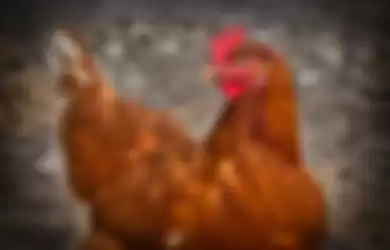 Ilustrasi - Peternak ini langsung auto tajir melintir setelah temukan harta karun di dalam ayamnya yang ak pernah bertelur selama 5 tahun.