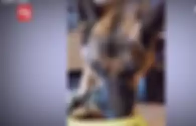 Viral video anjing peliharaan menangis saat dipaksa makan cabai, demi konten video di media sosial.