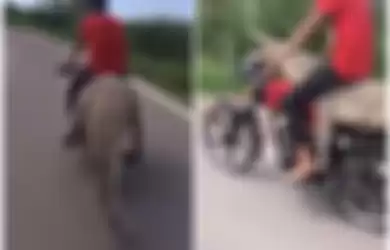 Heboh video buaya diangkut pakai motor, ditunggangi layaknya jok.