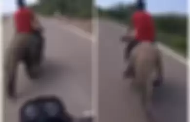 Buaya dijadikan jok motor.