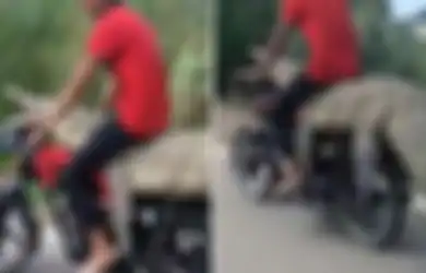Nekat! Pria Ini Sengaja Mengangkangi Buaya Hidup Sepanjang 2,5 Meter dan Membawanya Menggunakan Sepeda Motor, Dia Juga Pamer di Jalanan!